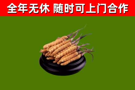凉山市回收散虫草